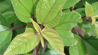 Hawaiian mamaki tea leaves